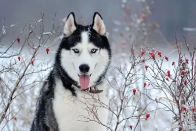 dog snow jigsaw puzzle