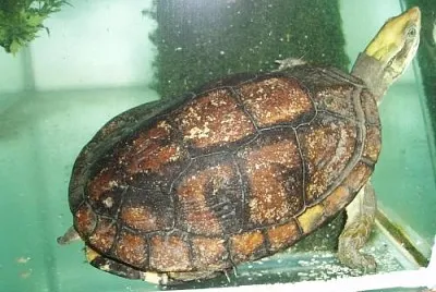 Scatola di Pan