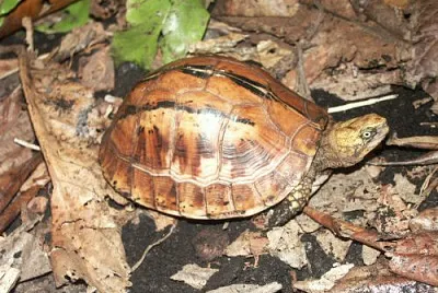 Scatola di Bourret