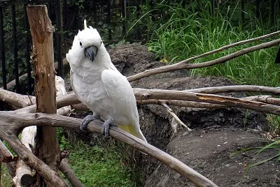 Cacatua alba
