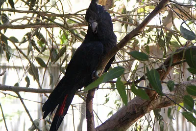 Cacatua nero lucente jigsaw puzzle
