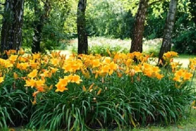 Nature jigsaw puzzle