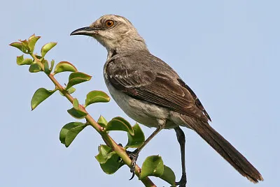 Mimo tropicale