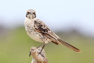 Mimo di espagnola