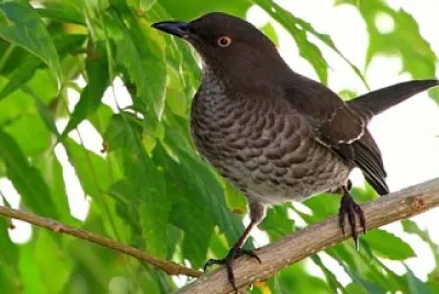 Mimo pettosquamato