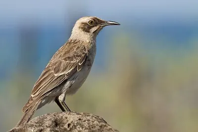 Mimo di San Cristobal