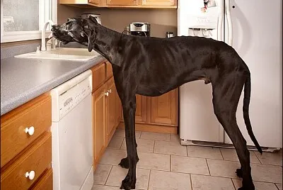zeus,el perro mas grande del mundo