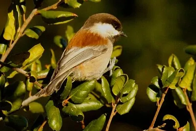 Cincia dorsocastano