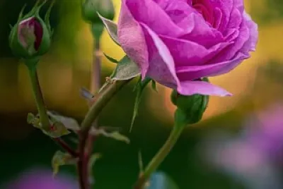 flores jigsaw puzzle