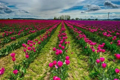 nature flower 01