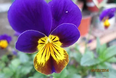 FLOWERS