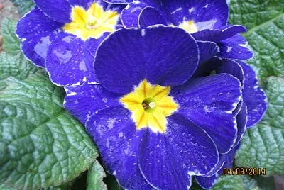 FLOWERS