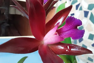 orquidea chocolate drop