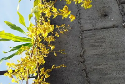 miniatura orquidea.
