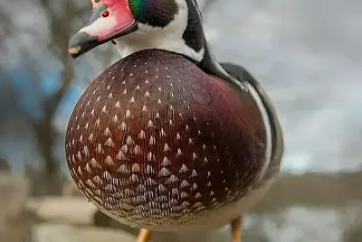 CENÃRIO K205