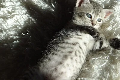 Oly cat