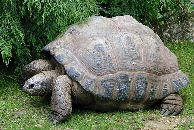 Gigante di Aldabra jigsaw puzzle
