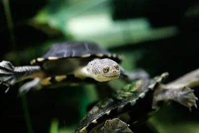 Chelodina dal collo di serpente jigsaw puzzle