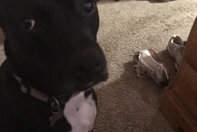 a cute dog