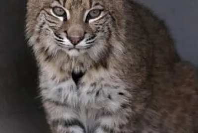 Bobcat