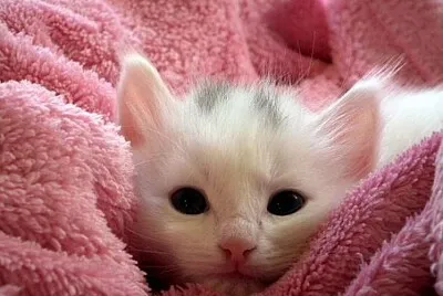 Gato branco