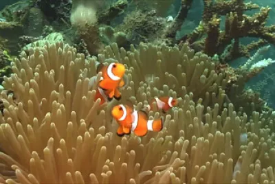 nemo