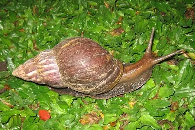 ×—×™×œ×–×•×Ÿ