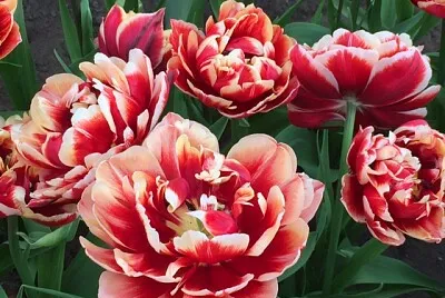 Blume