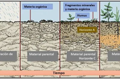 פאזל של Esquema  de la formaciÃ³n del suelo