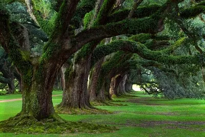 Nature jigsaw puzzle