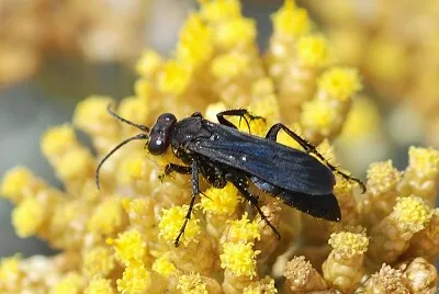 Agenioideus sp.