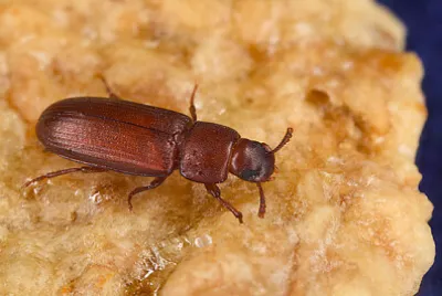 Tribolium castaneum