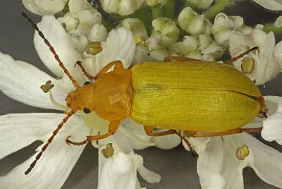 Cteniopus sulphureus