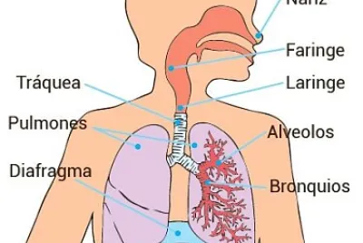 Sistema Respiratorio