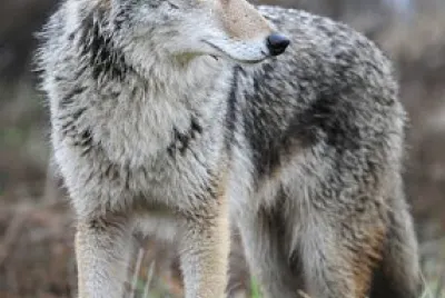 lobo