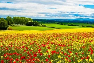 flores jigsaw puzzle