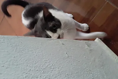 gata ceniza