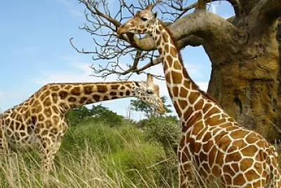 פאזל של Girafas