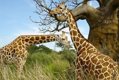 Foto jigsaw puzzle