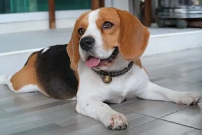 Cachorro Fofo