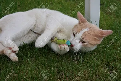 gatos