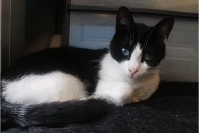 Mirada gatuna
