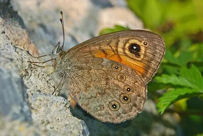 Lasiommata marea