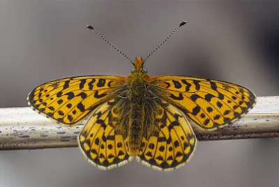 Boloria fritillary