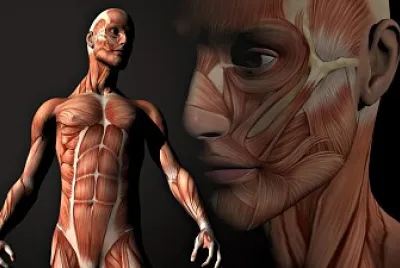 CUERPO HUMANO jigsaw puzzle