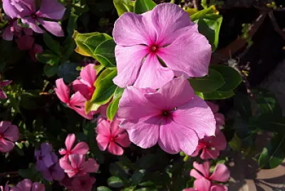 flores del jardin