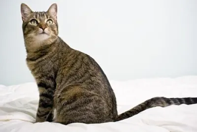 Gato