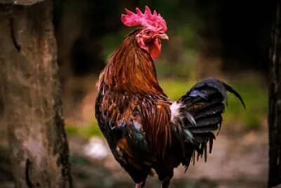 Gallo