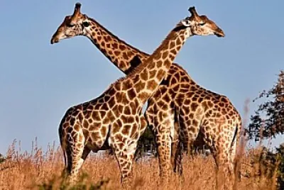 Jirafas jigsaw puzzle