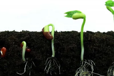 COMENZAMOS LA HUERTA